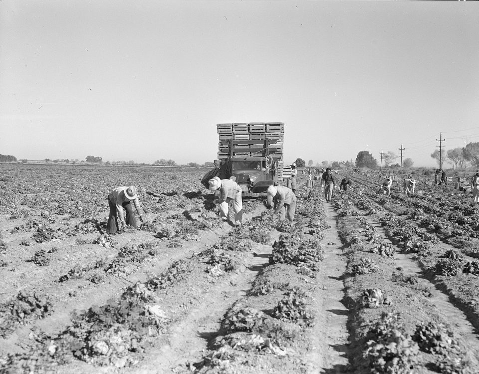 Lettuce cutting in the Imperial Valley, California. A Filipino crew of fifty-five boys, migrants