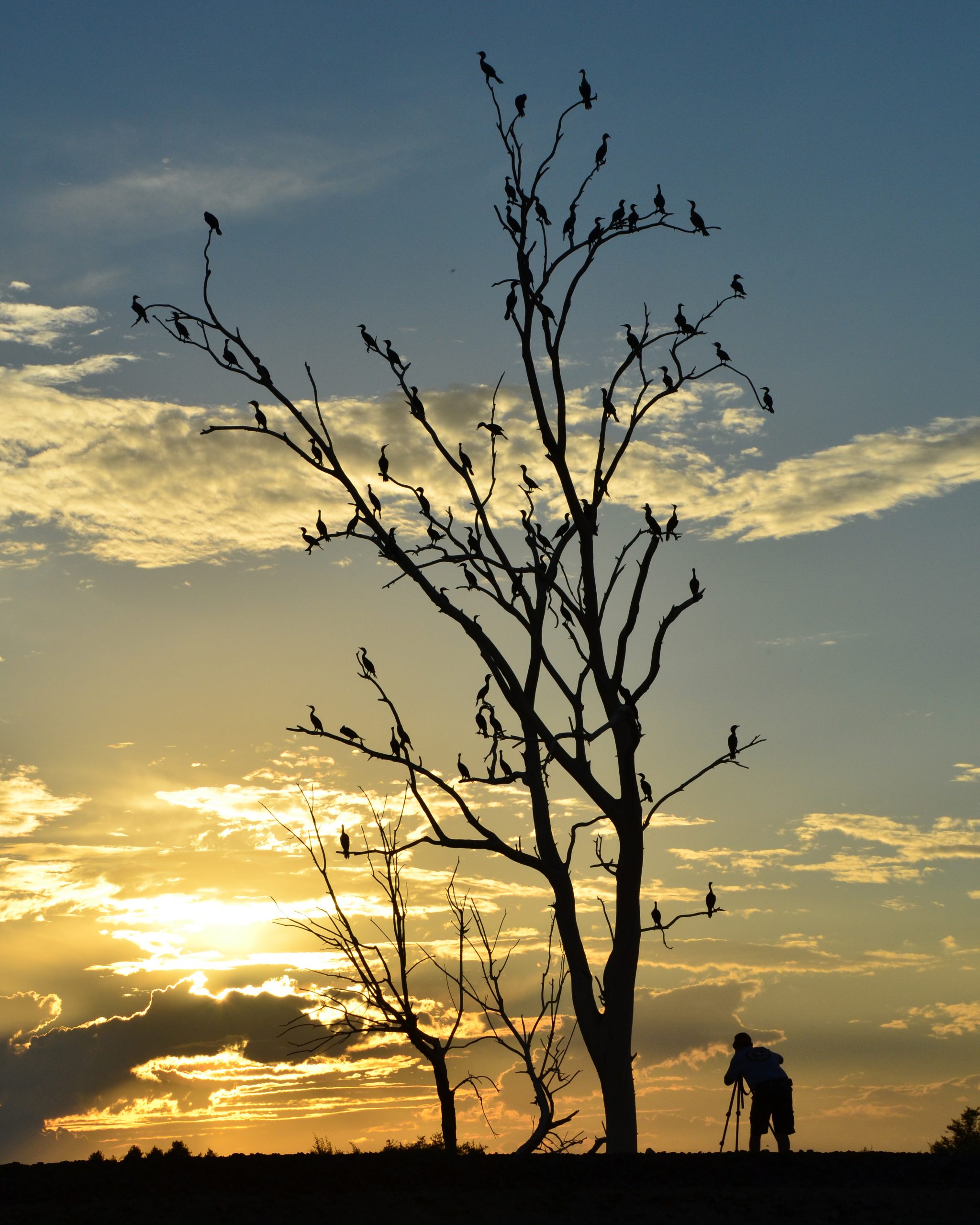 bird watching photo